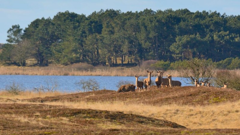 Krondyr ved Grærup Langsø. 