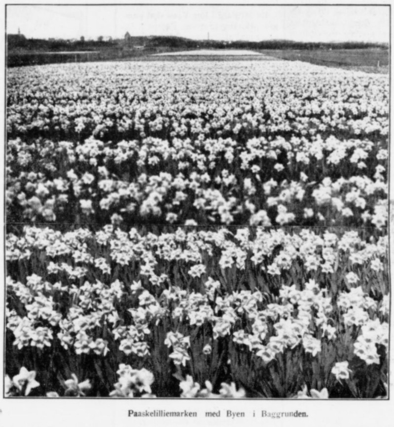 Tulipanmarker, Ribe, 1935